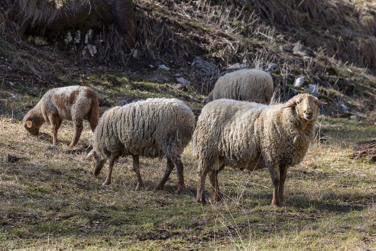 Pecore Brogna al pascolo in Lessinia